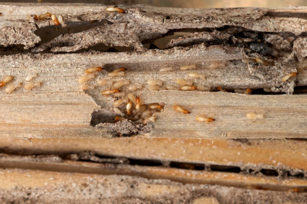 Best Commercial Pest Control Services  in Midway, UT